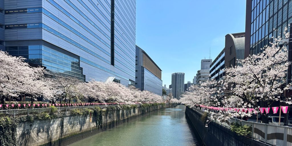 Why is Japan so obsessed with cherry blossoms?